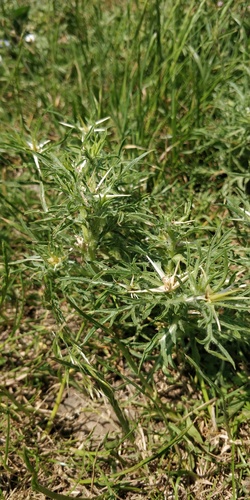 Centaurea calcitrapa (Common star thistle) — photo