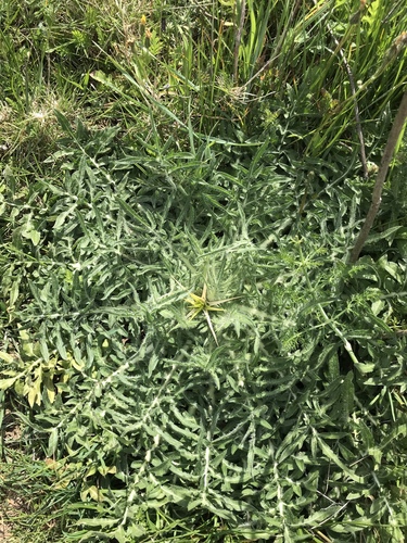 Centaurea calcitrapa subsp. angusticeps