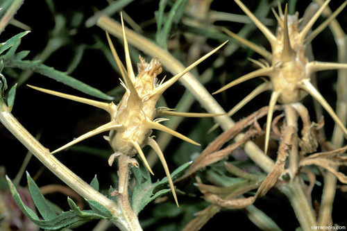 Centaurea calcitrapa subsp. angusticeps — photo