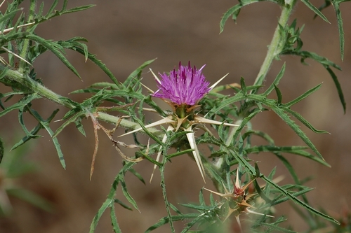 Centaurea calcitrapa subsp. angusticeps — photo