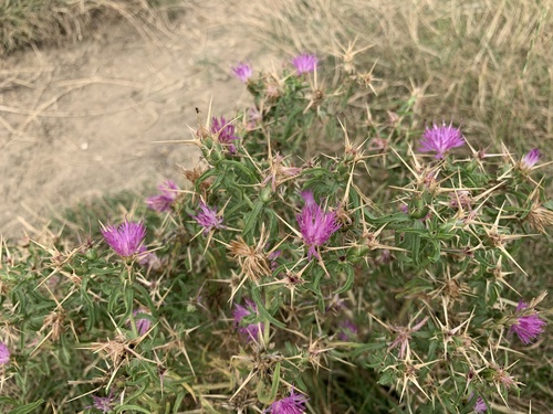 Centaurea calcitrapa