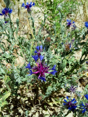 Centaurea depressa (Gokcebas) — photo