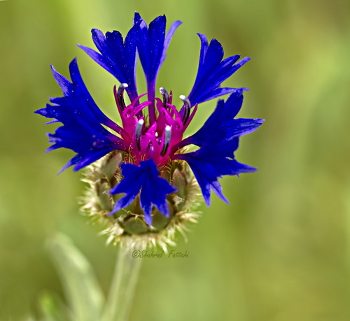 Centaurea depressa (Gokcebas) — photo