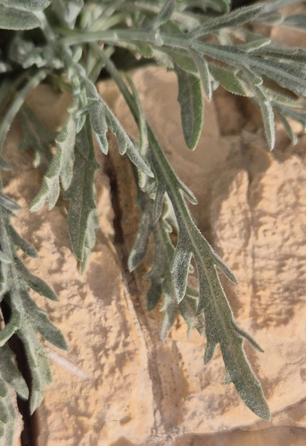 Centaurea dumulosa (Shrubby centaury) — photo