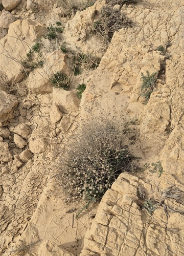 Centaurea dumulosa (Shrubby centaury) — photo