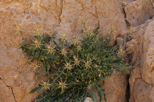 Centaurea eryngioides (Digin al-badan) — photo