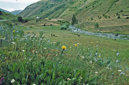Centaurea glastifolia — photo