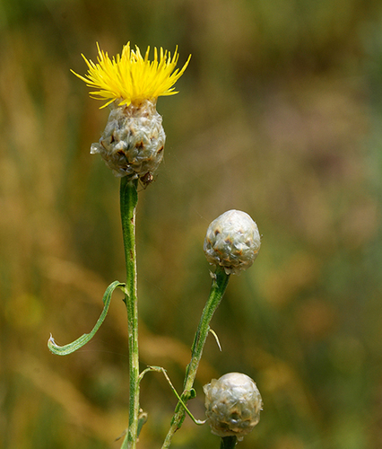 Centaurea glastifolia