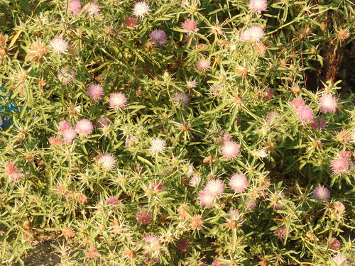 Centaurea iberica (Iberian star thistle) — photo