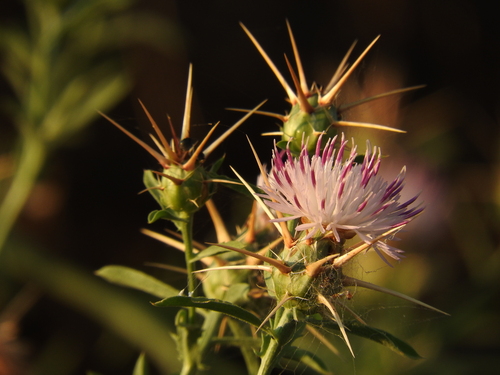 Centaurea iberica (Iberian star thistle) — photo