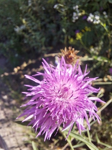 Centaurea jacea (Harshweed) — photo