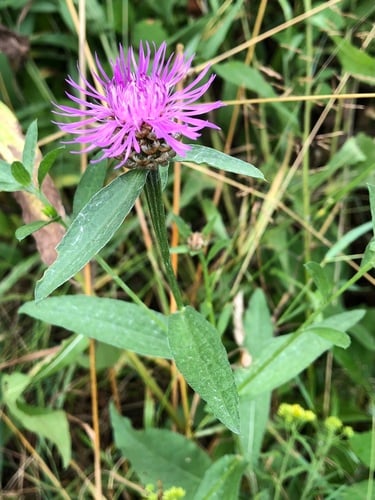 Centaurea jacea