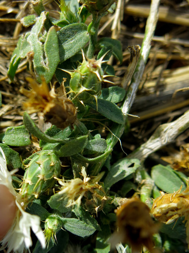 Centaurea nicaeensis (Fiordaliso) — photo