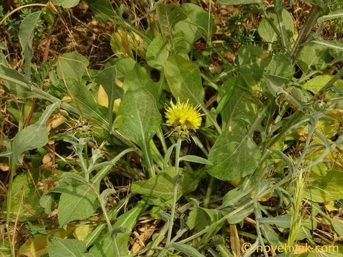 Centaurea nicaeensis (Fiordaliso) — photo