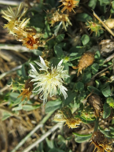 Centaurea nicaeensis