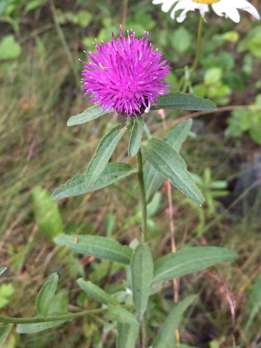 Centaurea nigra (Black knapweed) — photo