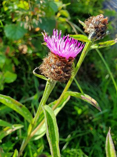 Centaurea nigra (Black knapweed) — photo