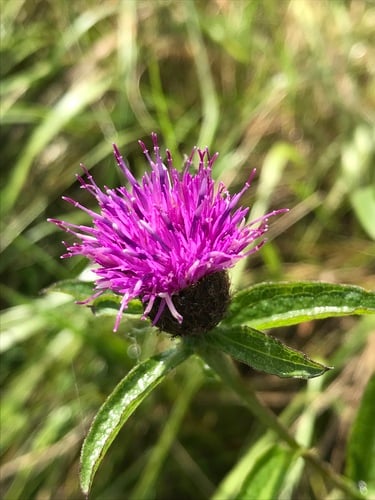 Centaurea nigra