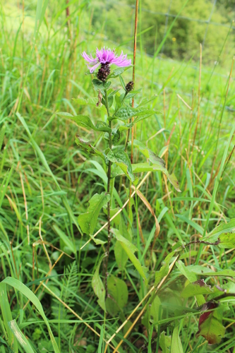 Centaurea nigrescens — photo