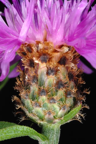 Centaurea nigrescens — photo