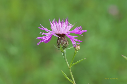 Centaurea nigrescens
