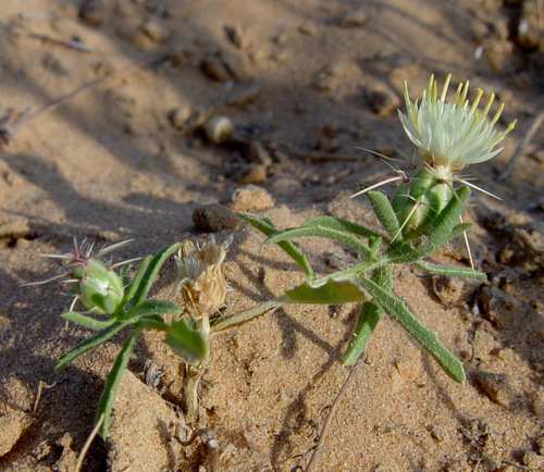 Centaurea pallescens — photo