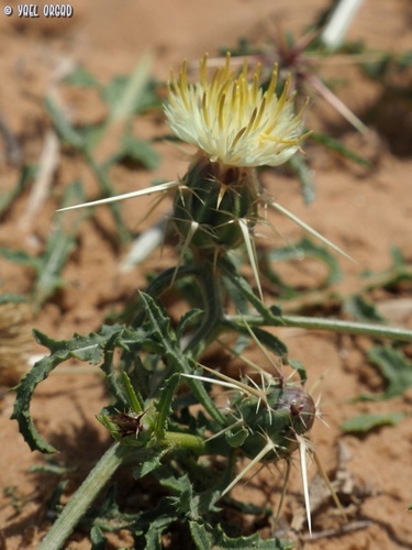 Centaurea pallescens — photo