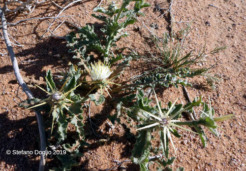 Centaurea pallescens