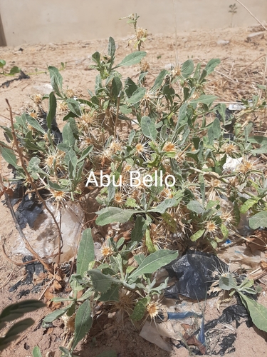 Centaurea perrottettii (Star thistle) — photo