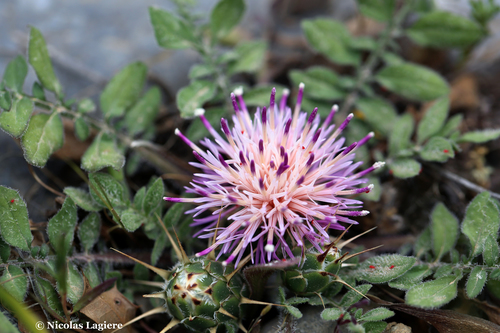 Centaurea raphanina — photo