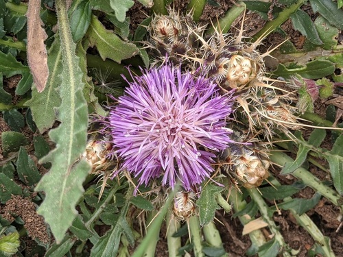 Centaurea raphanina — photo