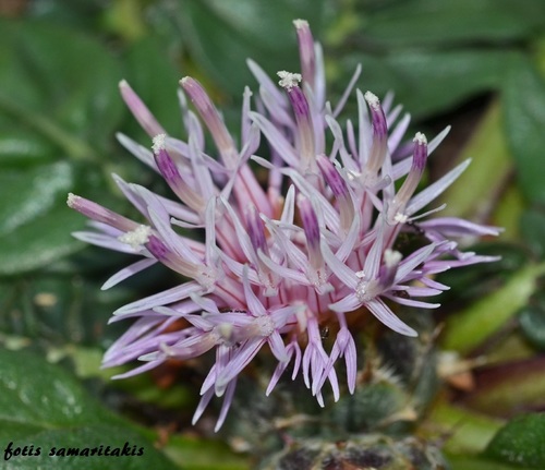 Centaurea raphanina