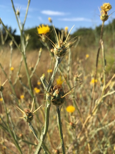 Centaurea solstitialis (St Barnaby's thistle) — photo