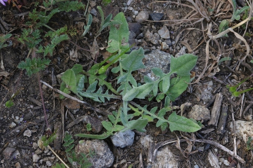 Centaurea solstitialis (St Barnaby's thistle) — photo