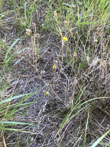 Centaurea solstitialis subsp. schouwii (Fiordaliso giallo) — photo
