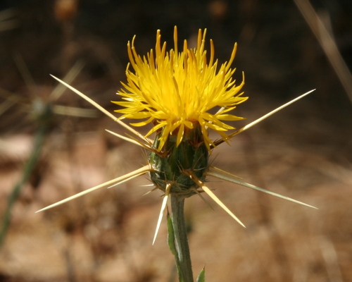 Centaurea solstitialis subsp. schouwii