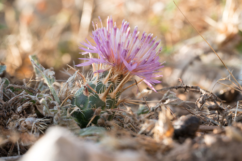 Centaurea urvillei — photo