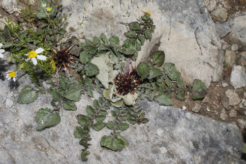 Centaurea urvillei