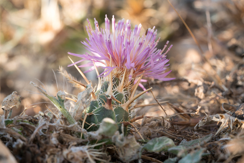 Centaurea urvillei — photo