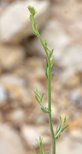 Centaurea virgata — photo