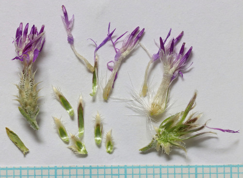 Centaurea virgata — photo