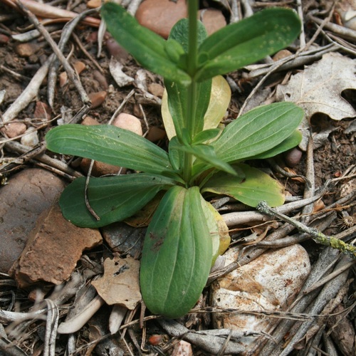 Centaurium erythraea (Common centaurium) — photo