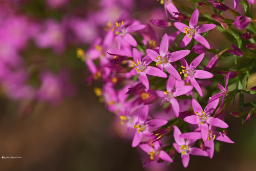 Centaurium erythraea subsp. grandiflorum — photo