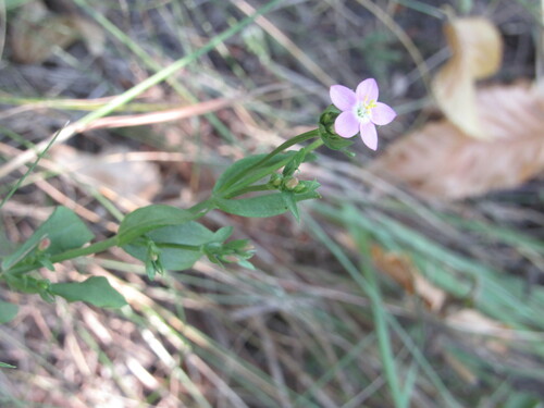 Centaurium erythraea subsp. grandiflorum