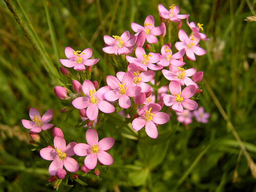 Centaurium erythraea (Common centaurium) — photo