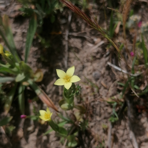 Centaurium maritimum — photo