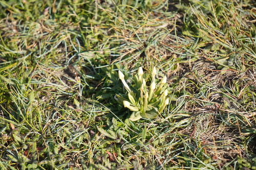 Centaurium maritimum — photo