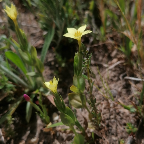 Centaurium maritimum