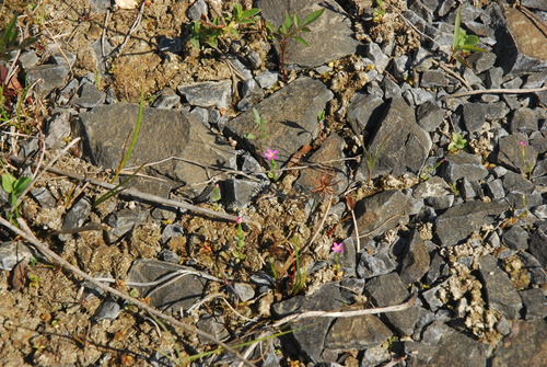 Centaurium pulchellum — photo