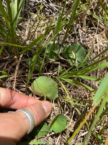 Centella cordifolia (Centella) — photo